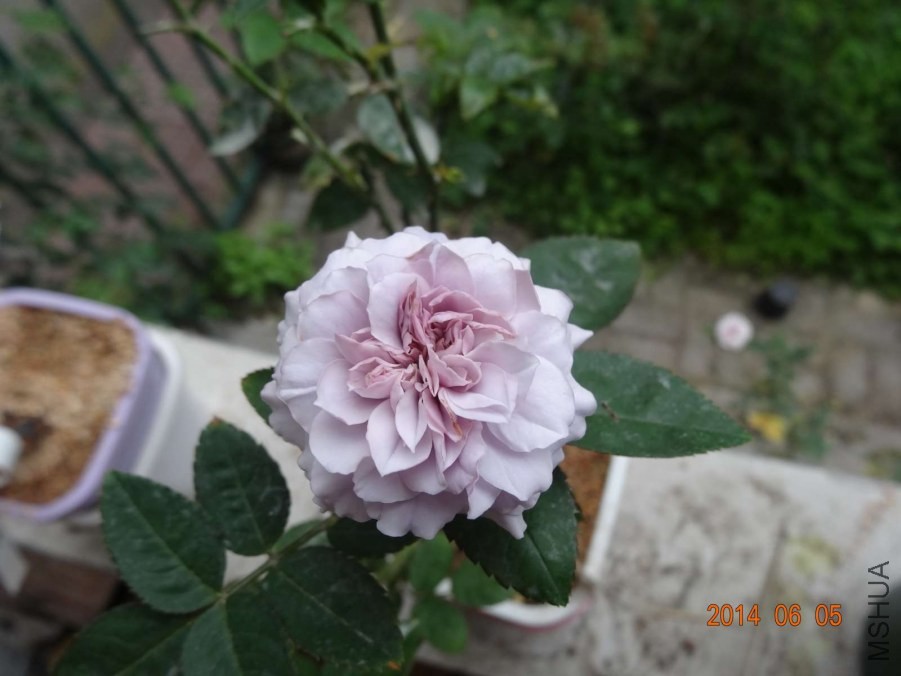 DSC02036.jpg