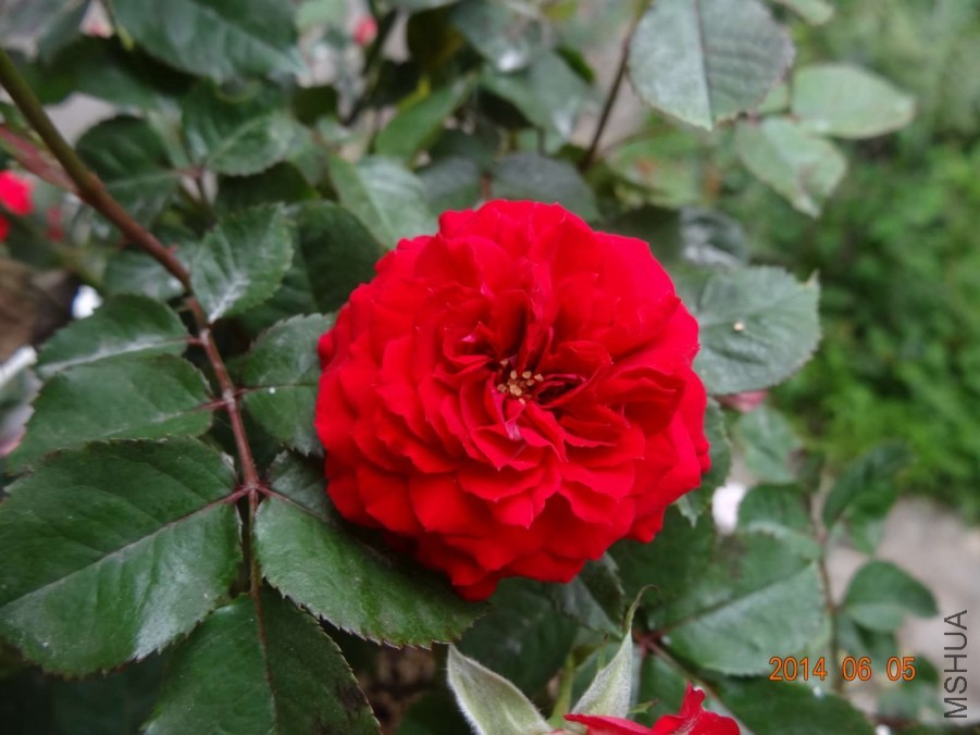 DSC02037.jpg