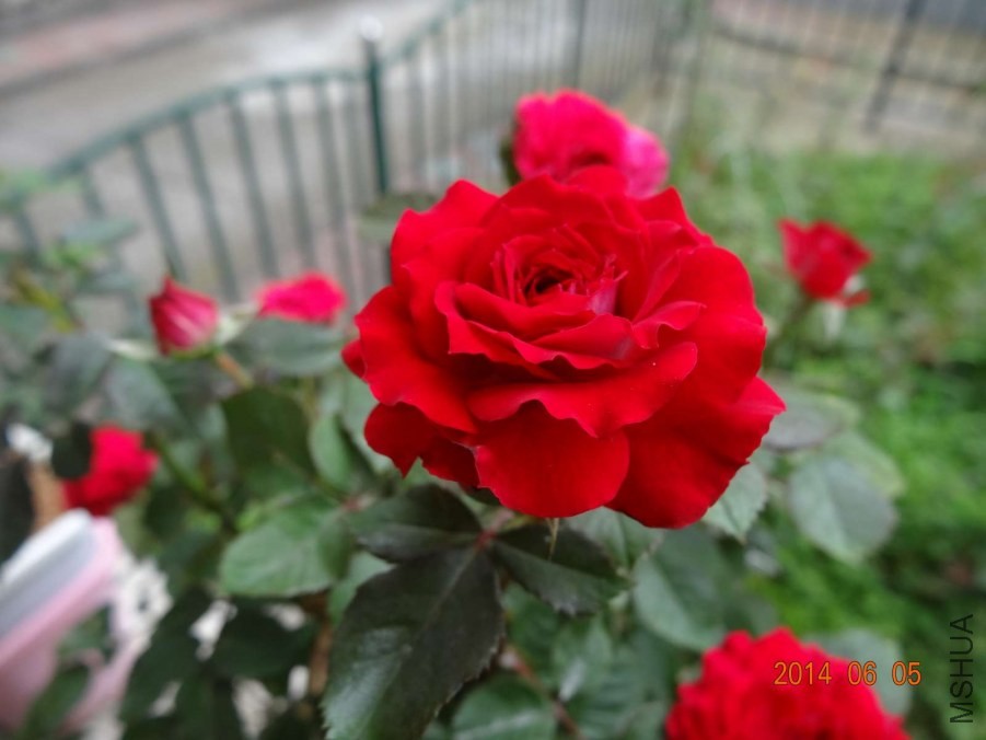 DSC02038.jpg