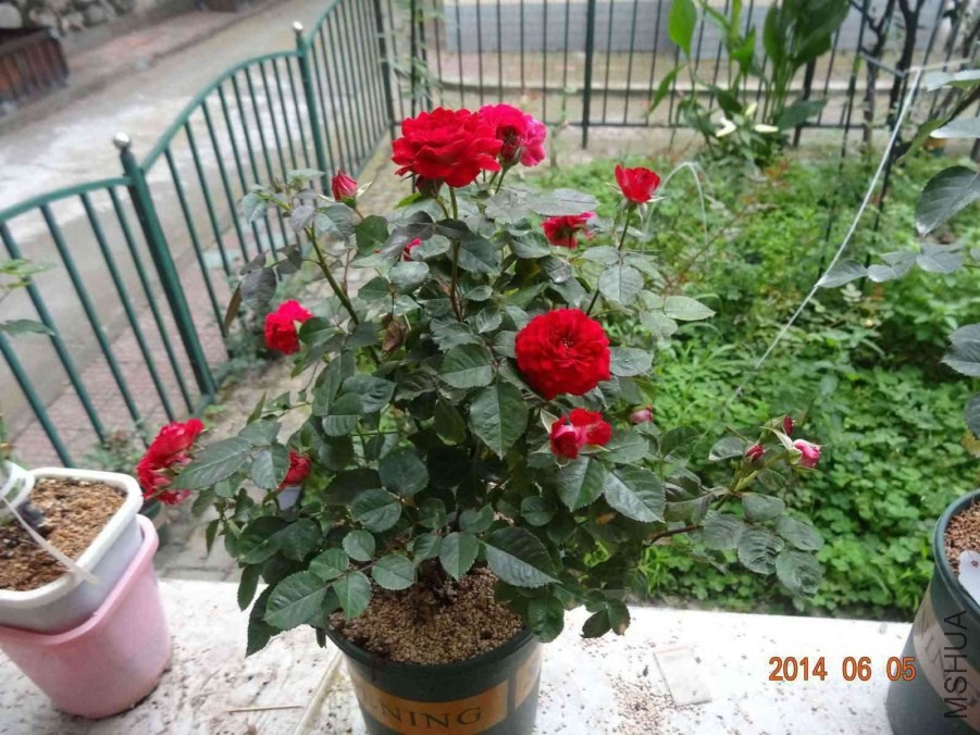 DSC02039.jpg