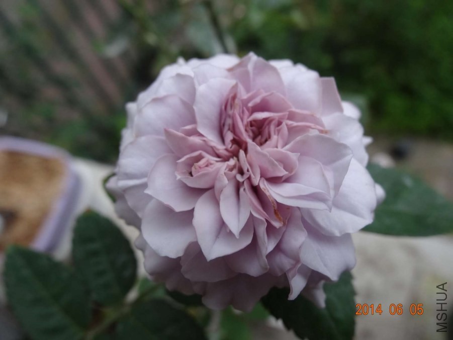 DSC02040.jpg