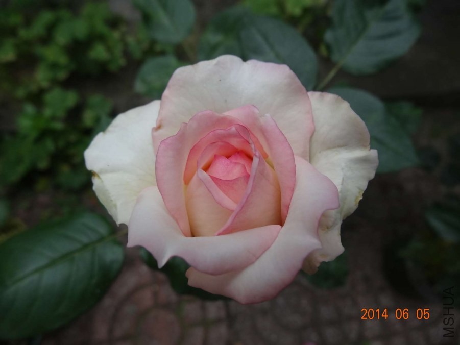 DSC02041.jpg