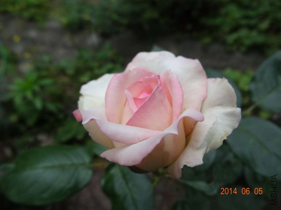DSC02042.jpg