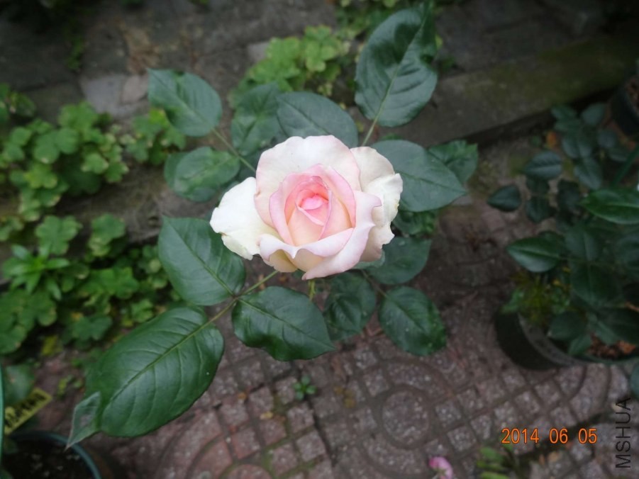 DSC02043.jpg