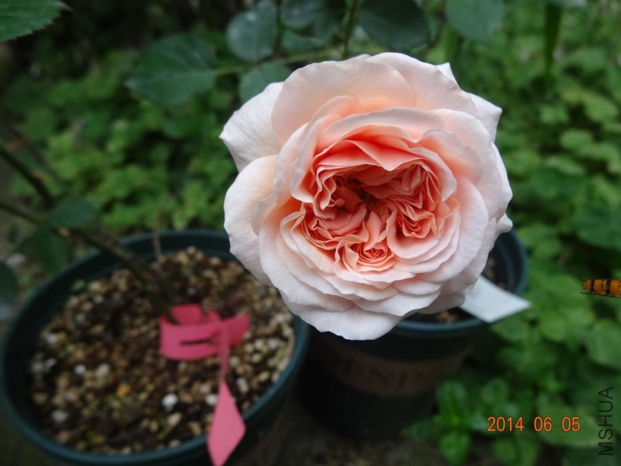 DSC02044.jpg