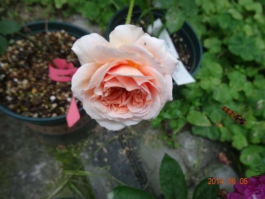 DSC02045.jpg