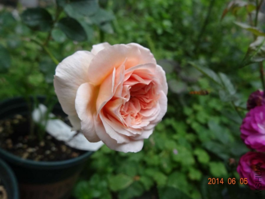 DSC02046.jpg