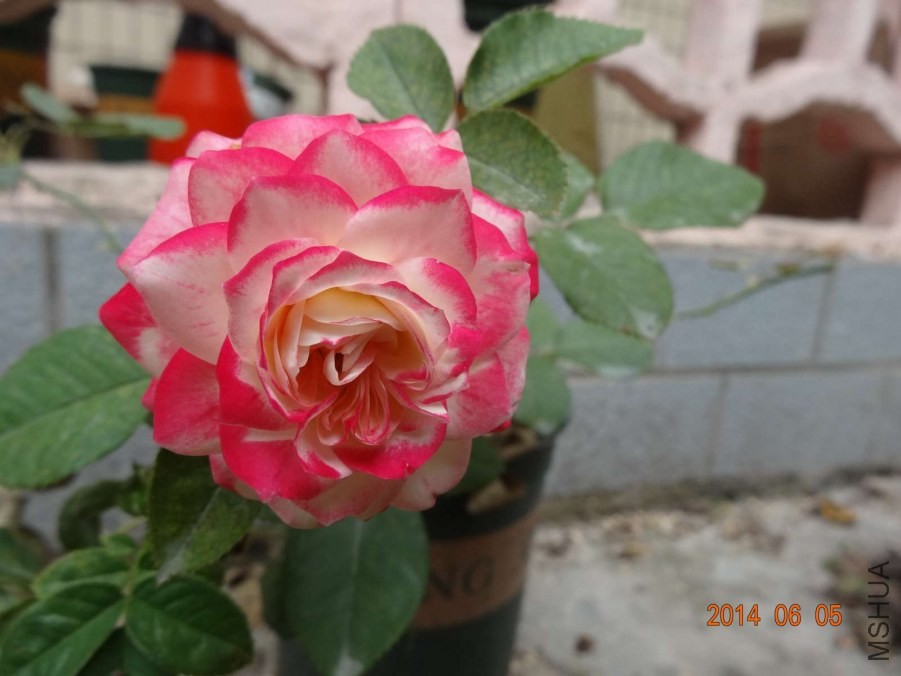 DSC02051.jpg