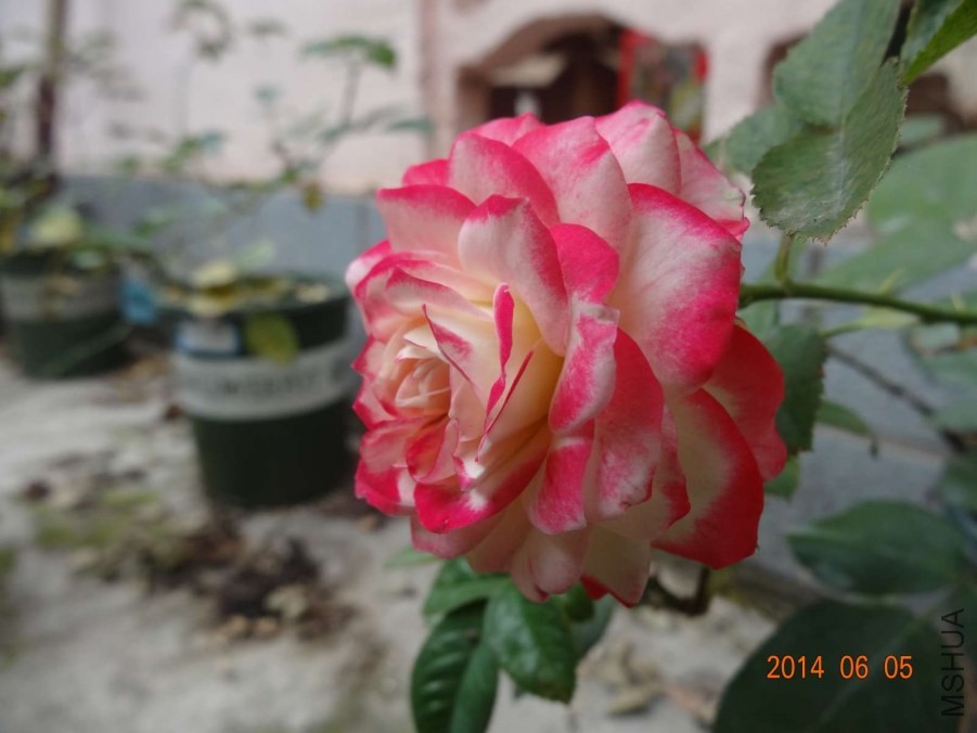 DSC02052.jpg