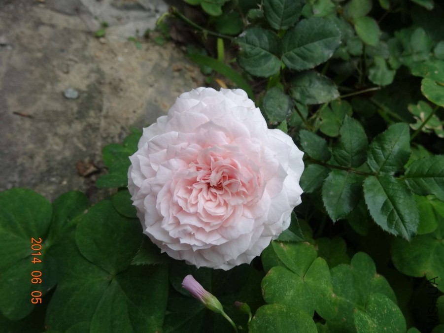 DSC02055.jpg