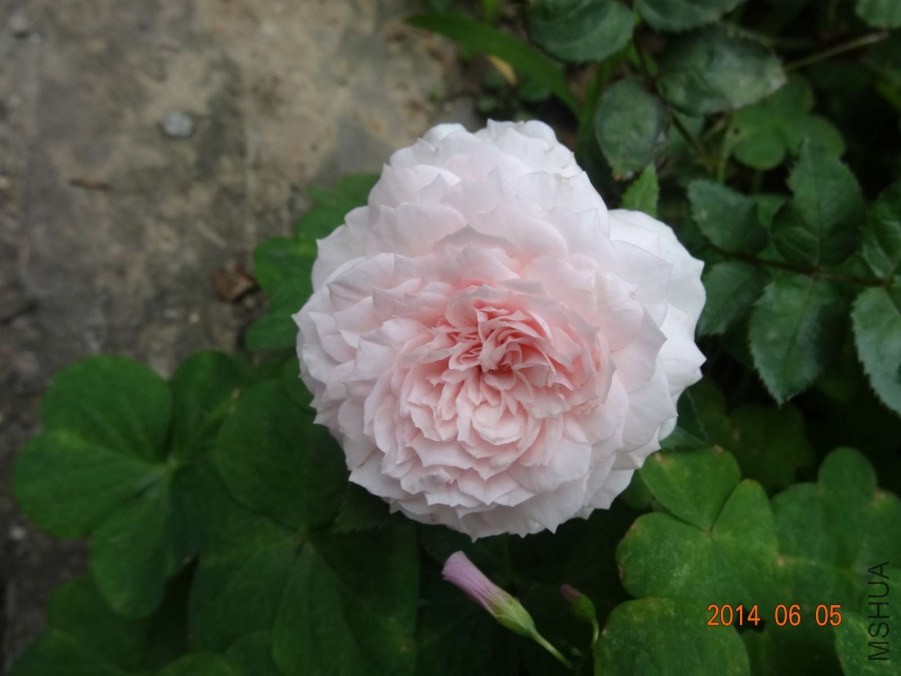 DSC02056.jpg