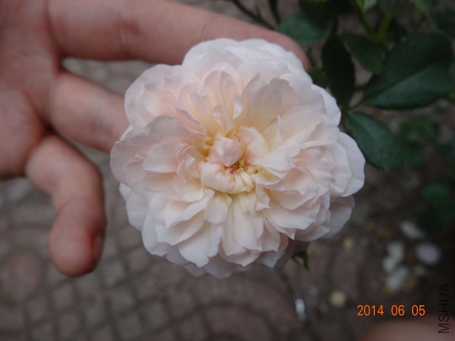 DSC02058.jpg