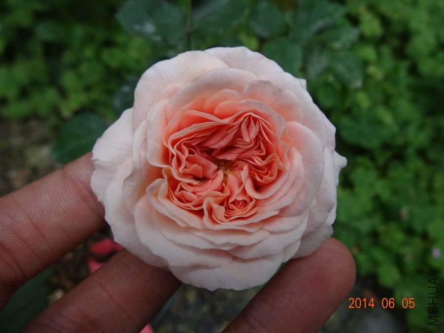 DSC02062.jpg