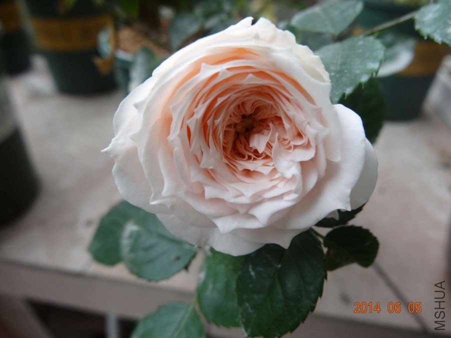 DSC02064.jpg