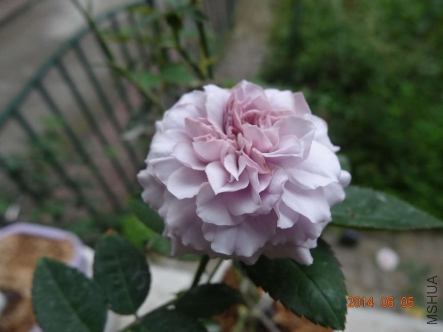 DSC02065.jpg
