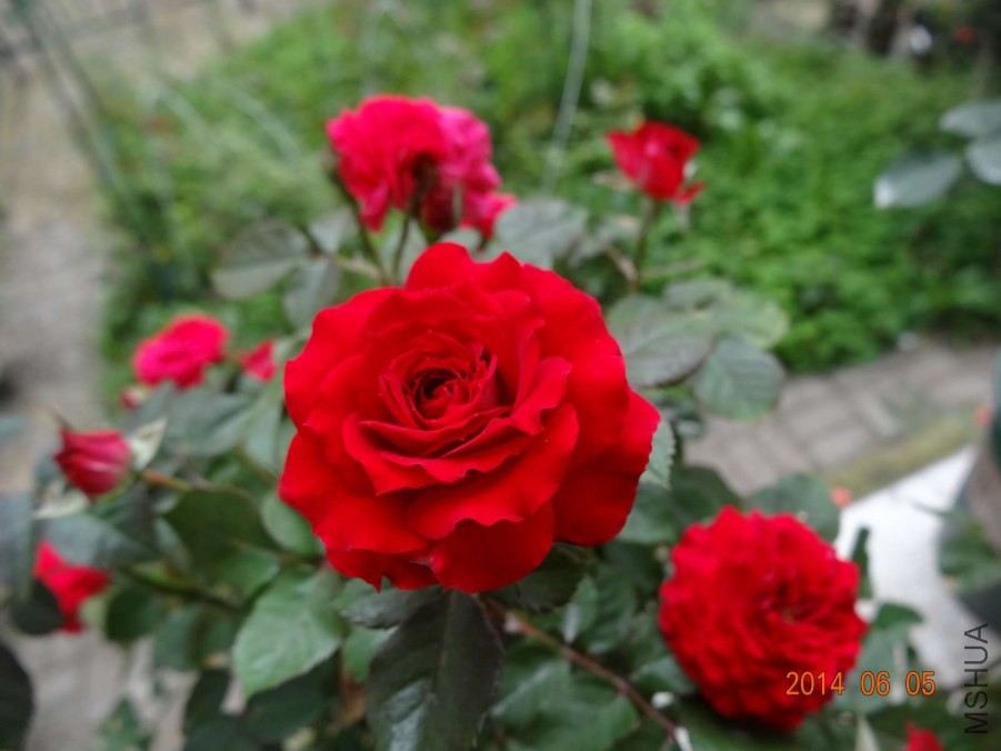 DSC02066.jpg