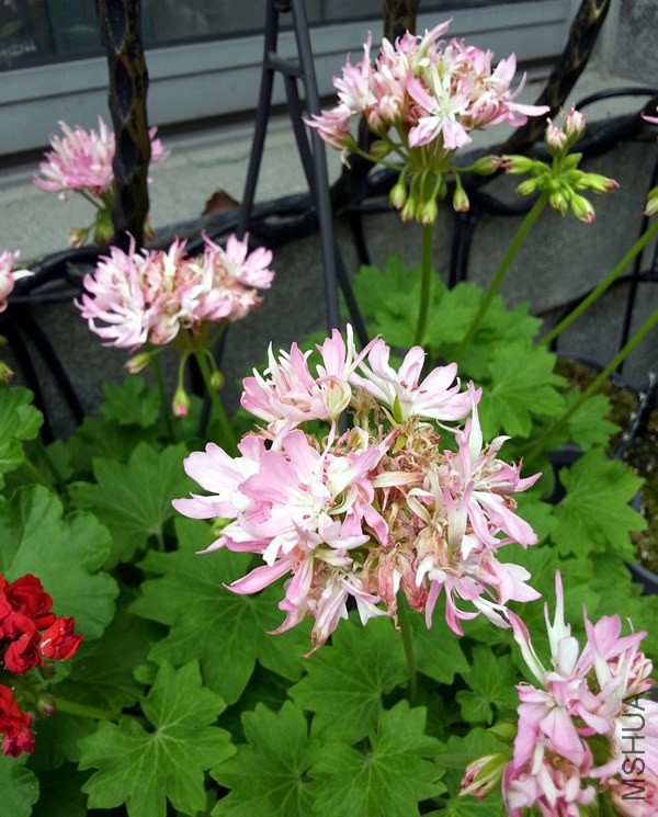 ���ÿ���Win Ellison20140605.jpg