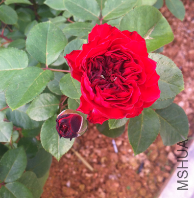 ���.png