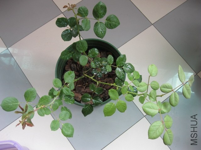 Сʥ
