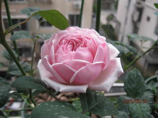 Сʥ