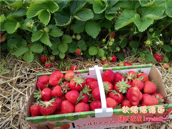 20140605��ݮ԰ (1).jpg