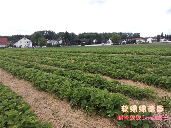 20140605��ݮ԰ (2).jpg