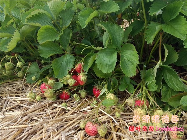 20140605��ݮ԰ (4).jpg