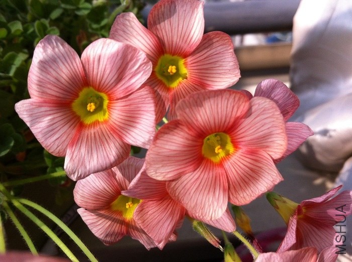 blush-1.jpg