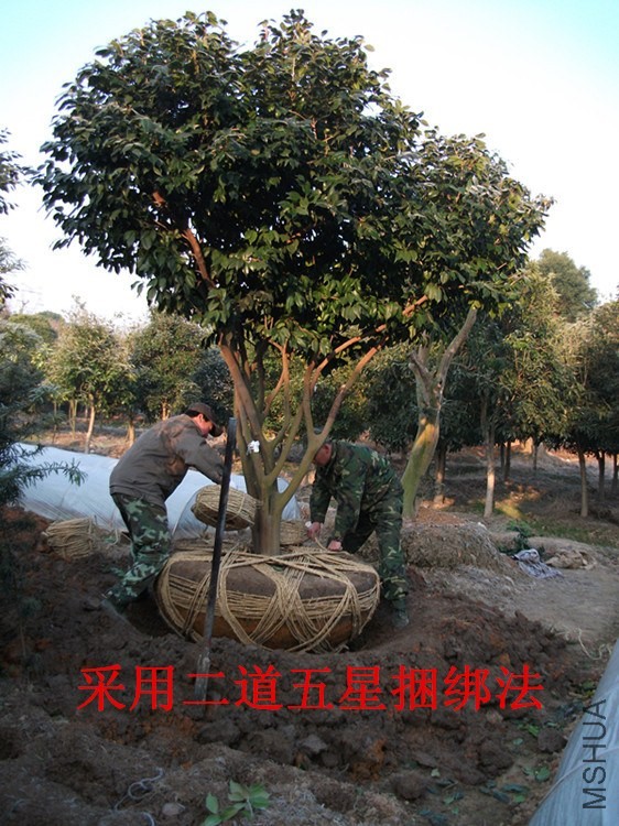 DSCF6869_����_����.jpg