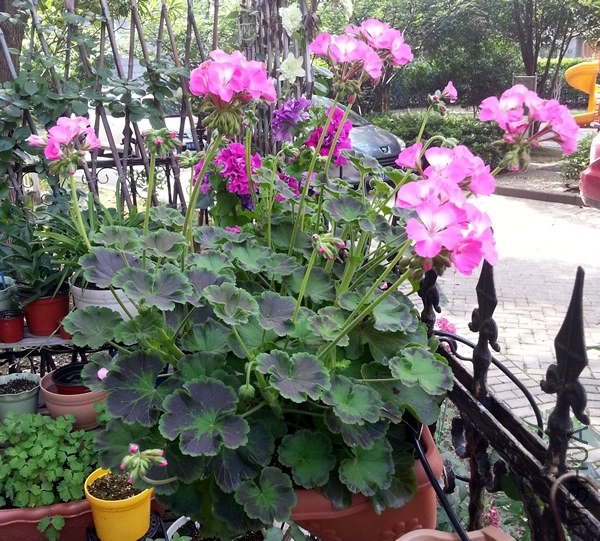 ���ÿ����������20140606A.jpg