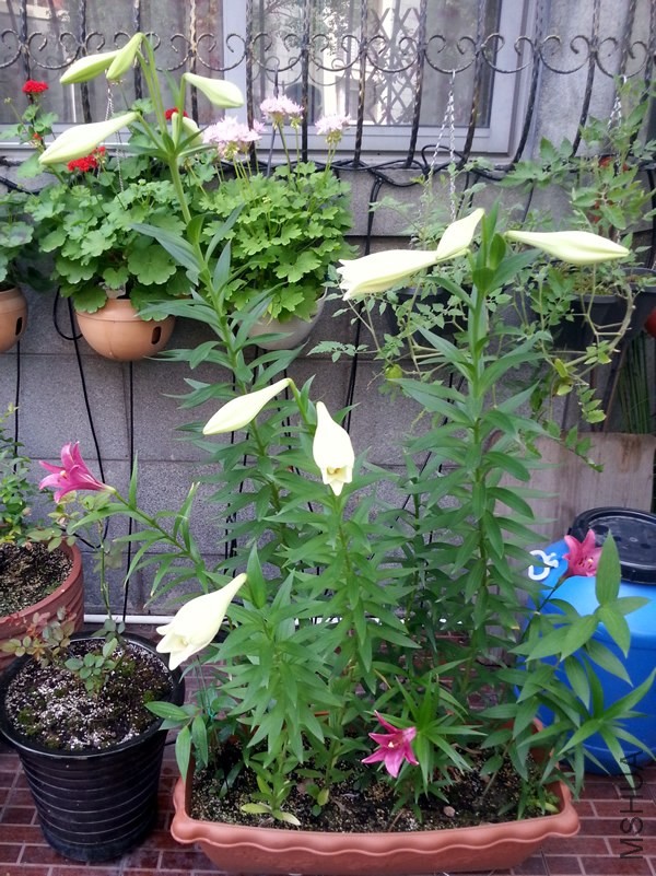 �ٺ�20140606.jpg