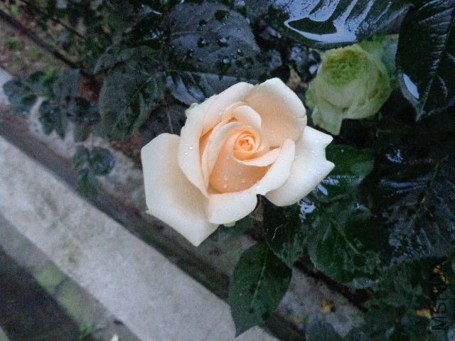 DSC02100.JPG