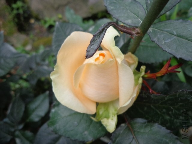 DSC02151.JPG