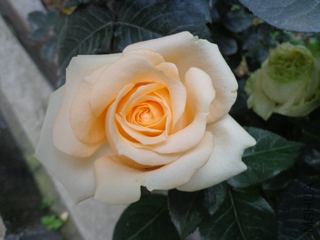 DSC02150.JPG