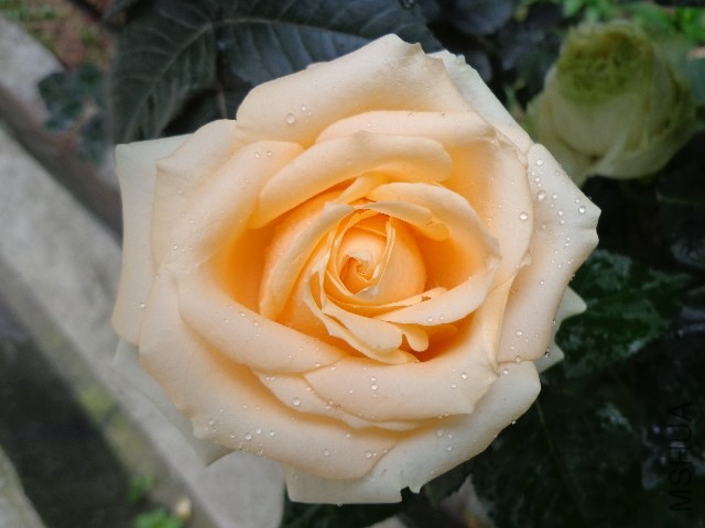 DSC02257.JPG