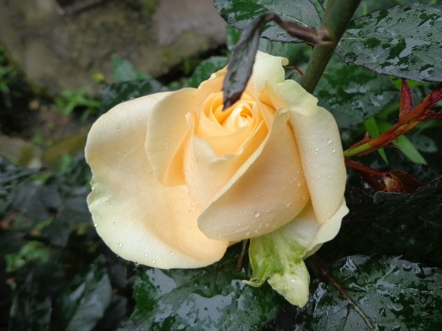 DSC02258.JPG