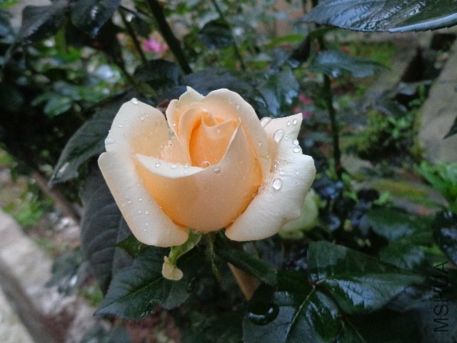 DSC02028.JPG