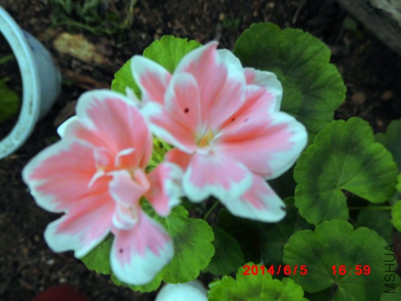 IMG_0005_����.jpg
