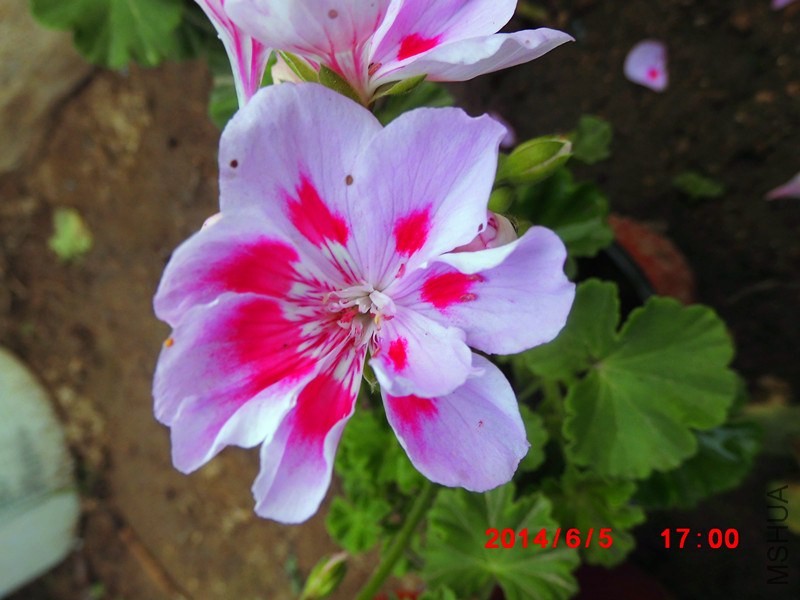 IMG_0010_����.jpg
