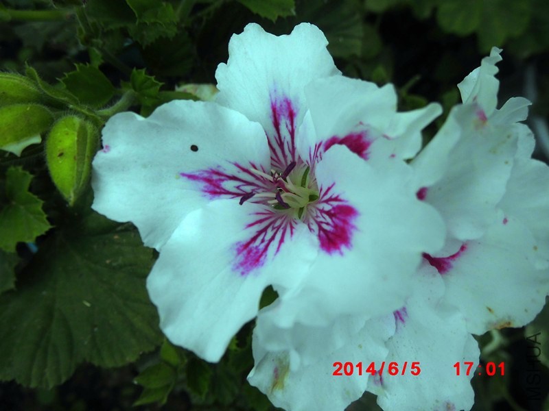 IMG_0012_����.jpg