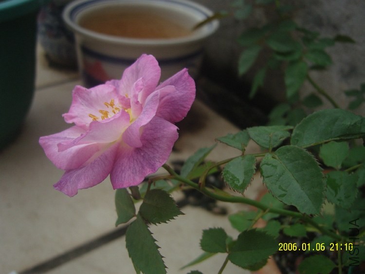 SNC16256.jpg