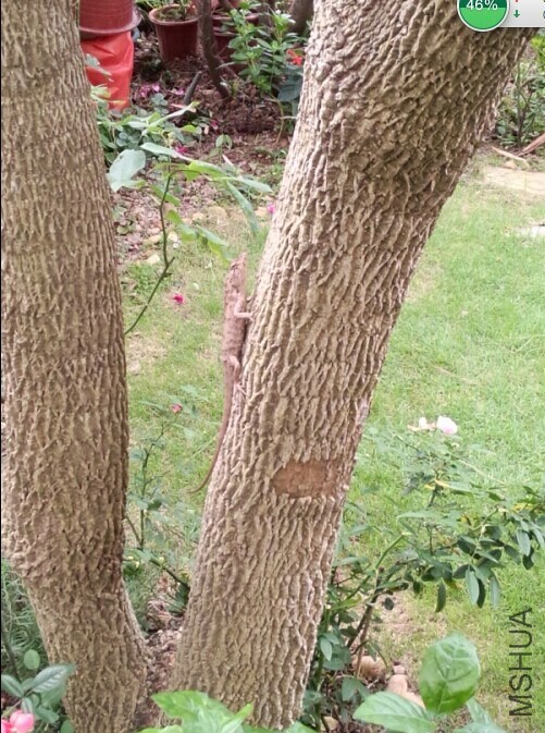 С����һֻ����ʱ���á�