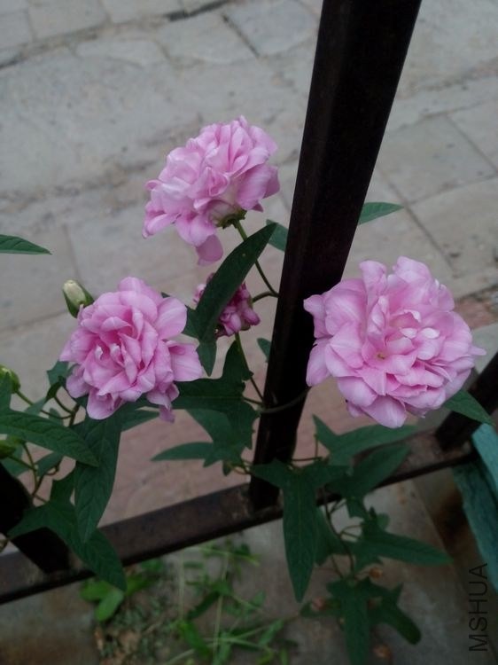 nEO_IMG_IMG_20140606_083425.jpg