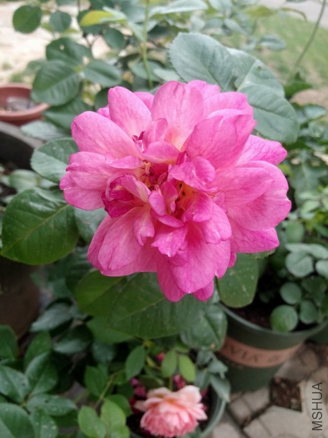���ǳ����ģ�������צ�����ӡ�