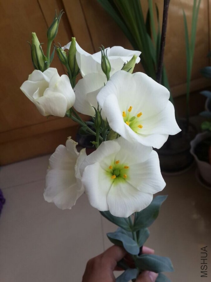 �׵ĵ���