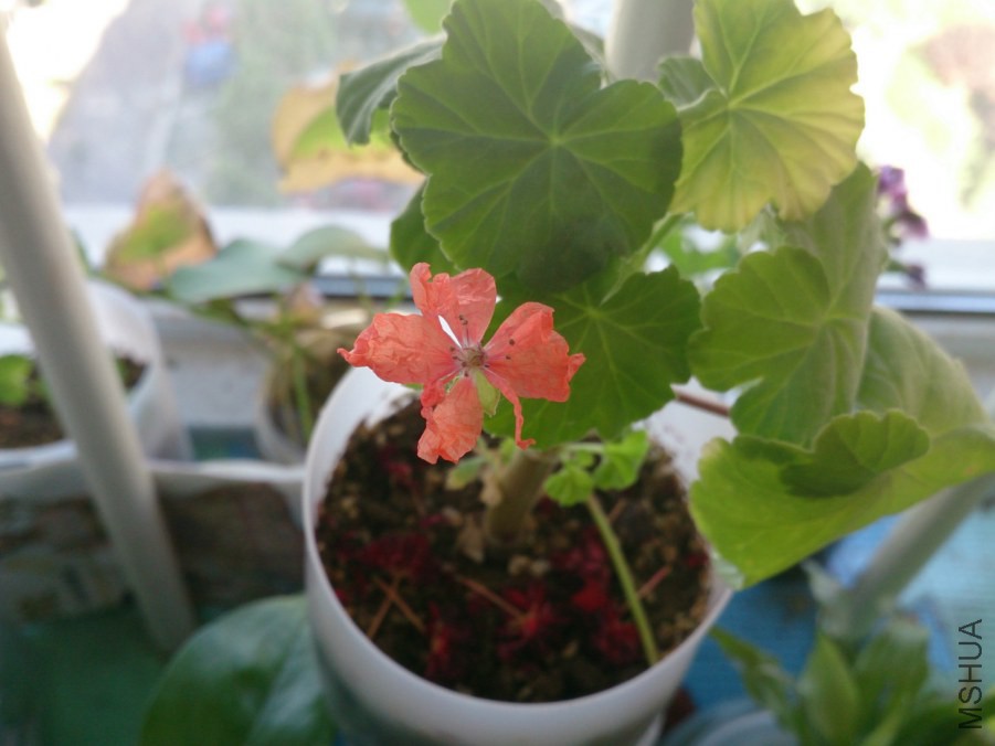 DSC_1536_meitu_4.jpg