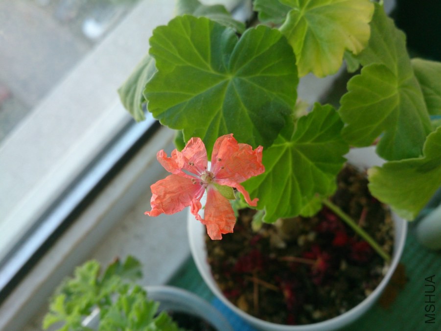 DSC_1532_meitu_2.jpg