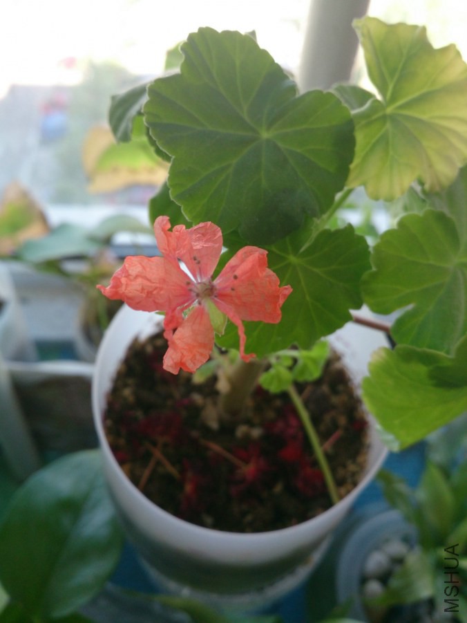 DSC_1535_meitu_3.jpg
