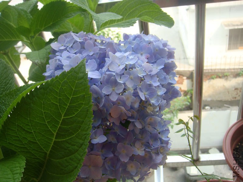 DSC02795.JPG