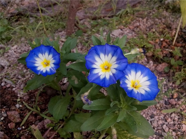 ��Ƭ_20140606_075400.jpg